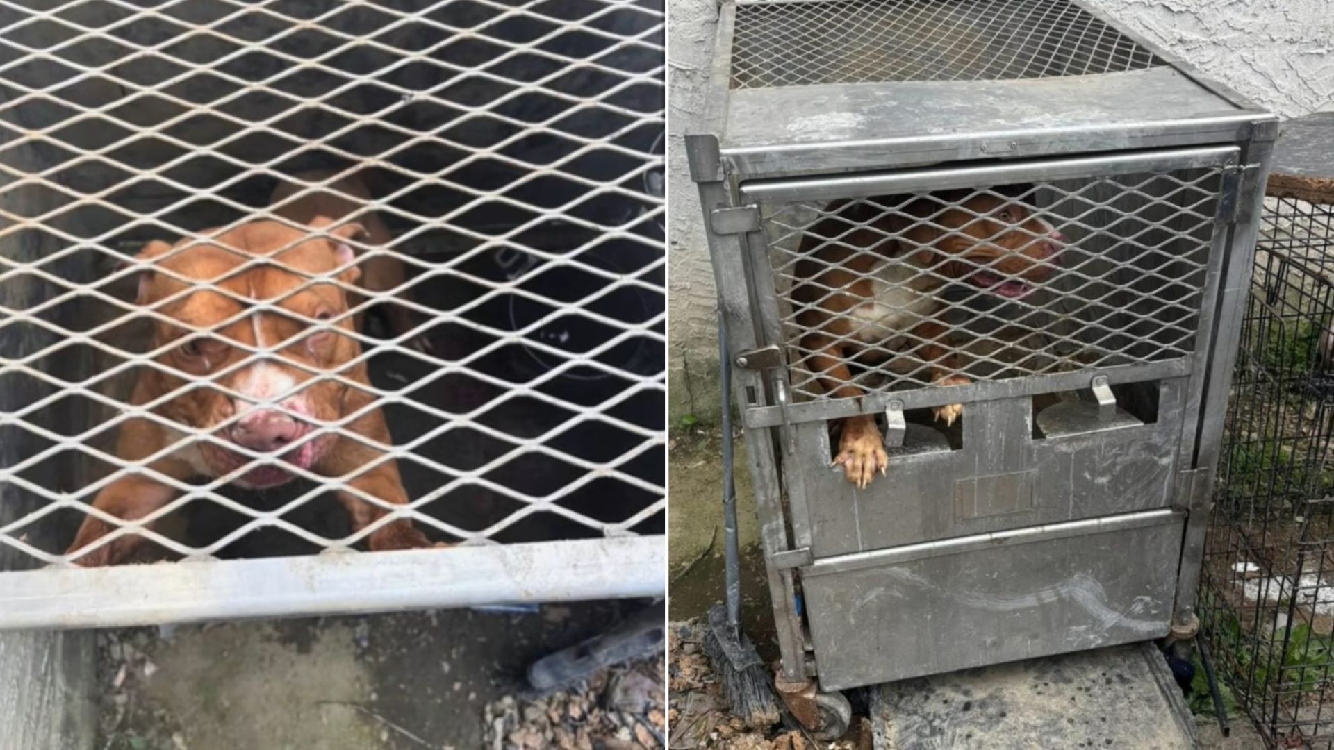 Pennsylvania Rescuers Shocked By What They Found Inside A Metal Crate