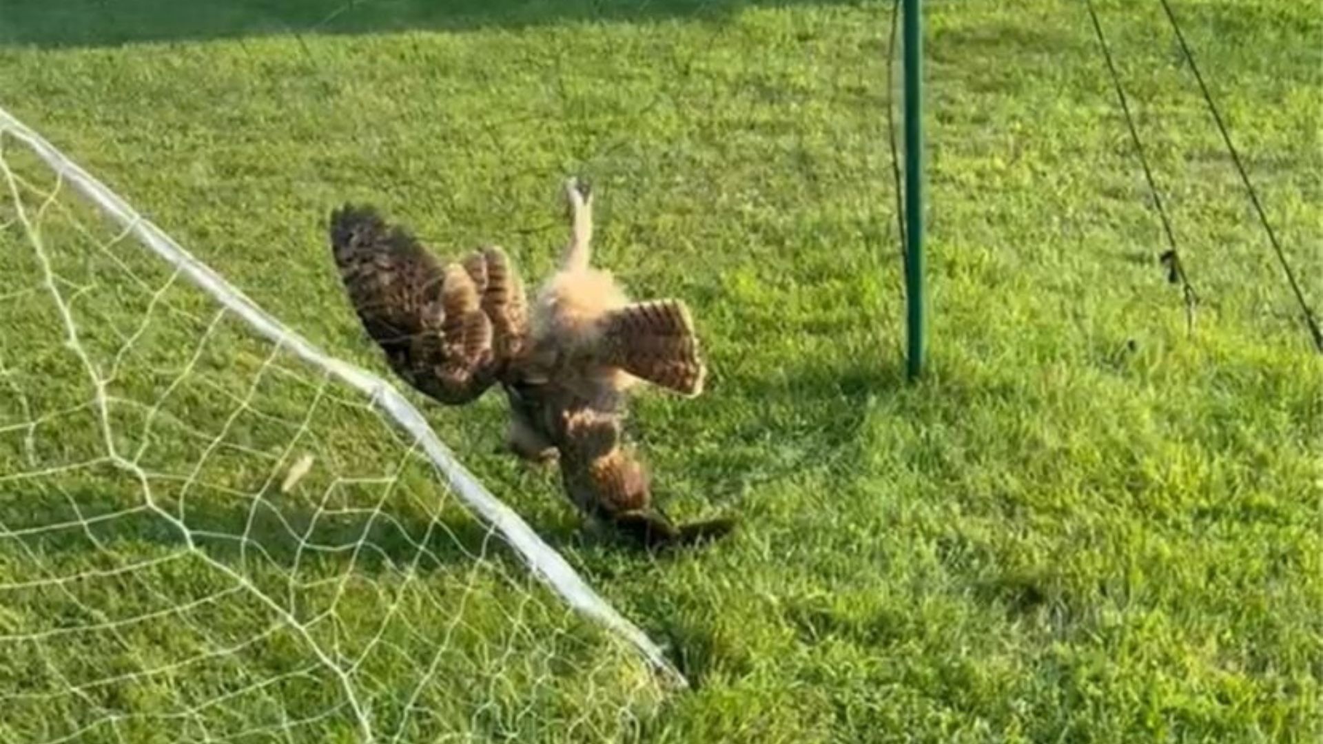 bird in net