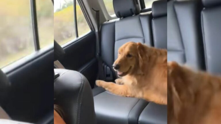 dog in car