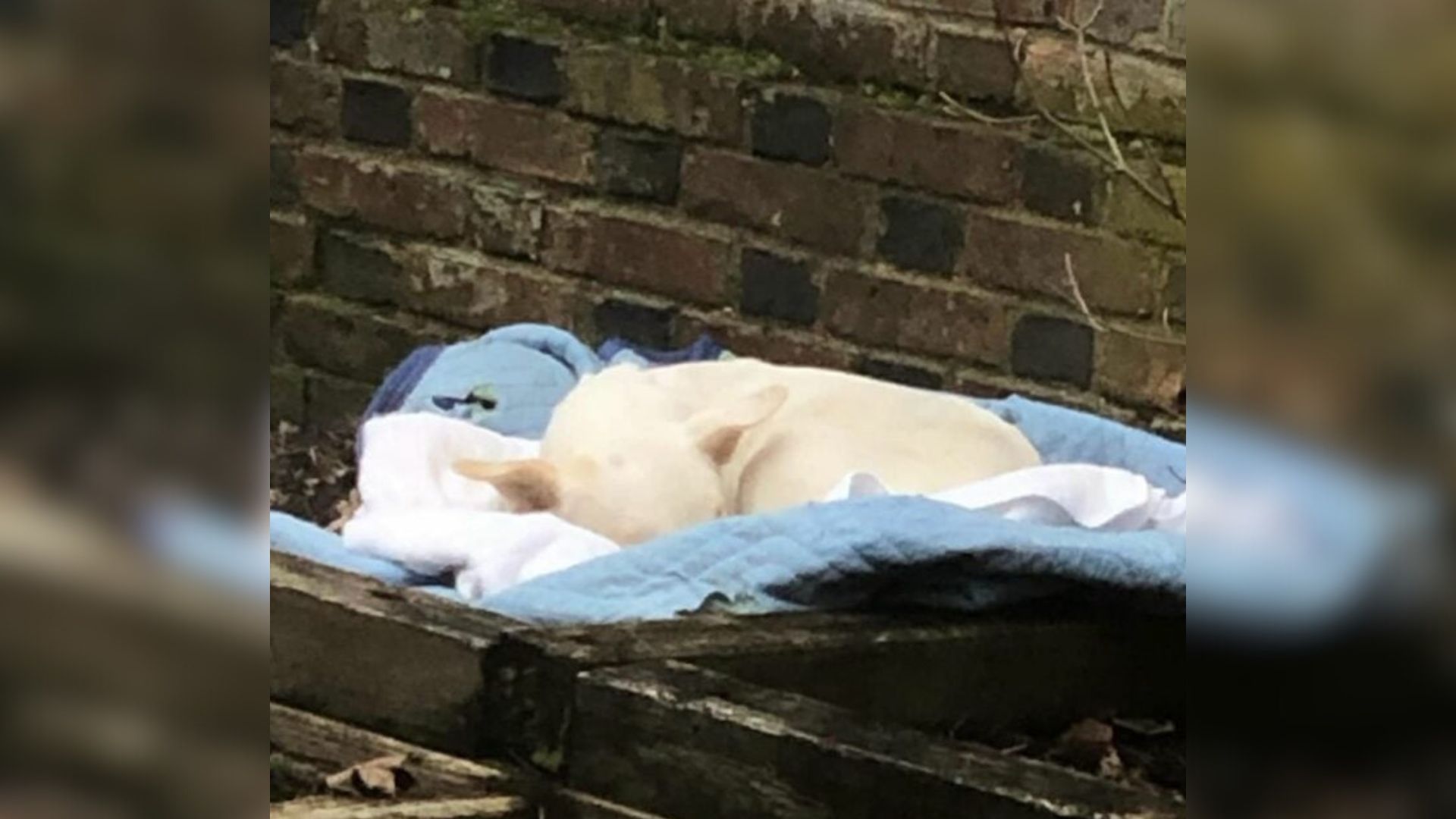 Pennsylvania Woman Sees A White Shape In Her Flower Bed And Uncovers A Surprise