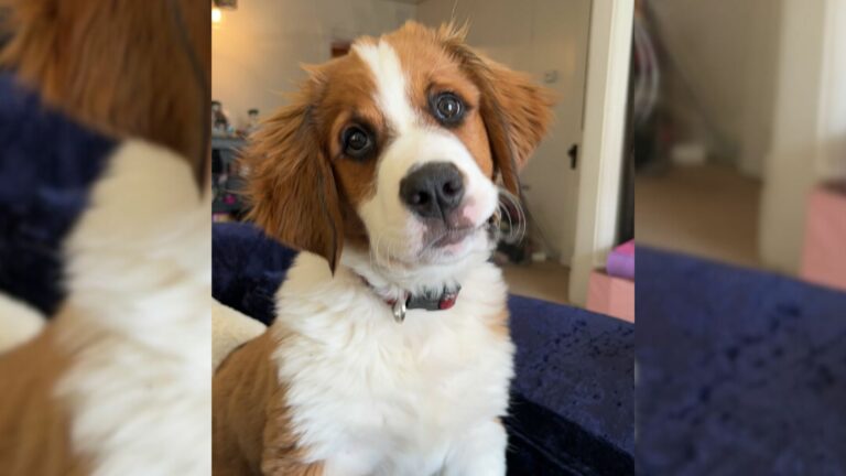 cute dog