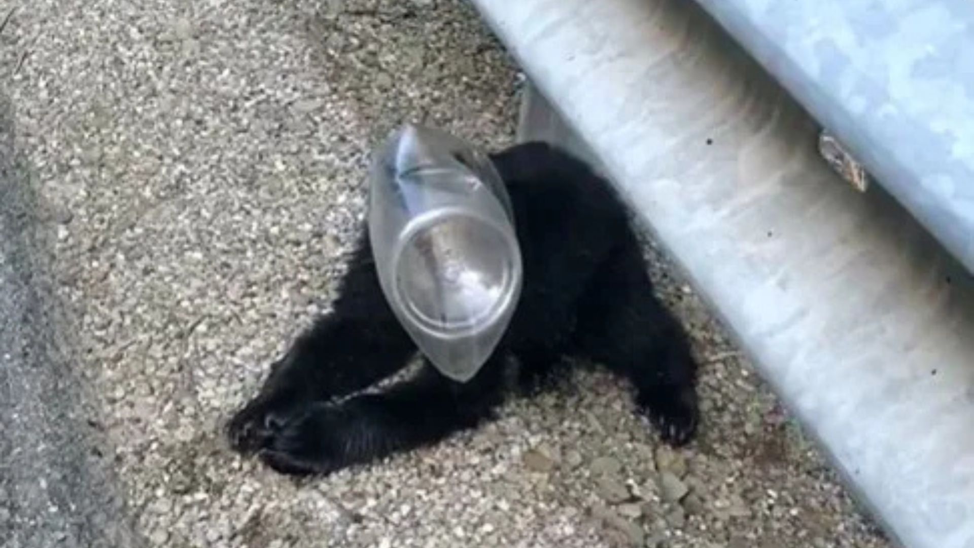 Pennsylvania Woman’s Surprise Encounter On The Roadside Leads To A Heartwarming Decision