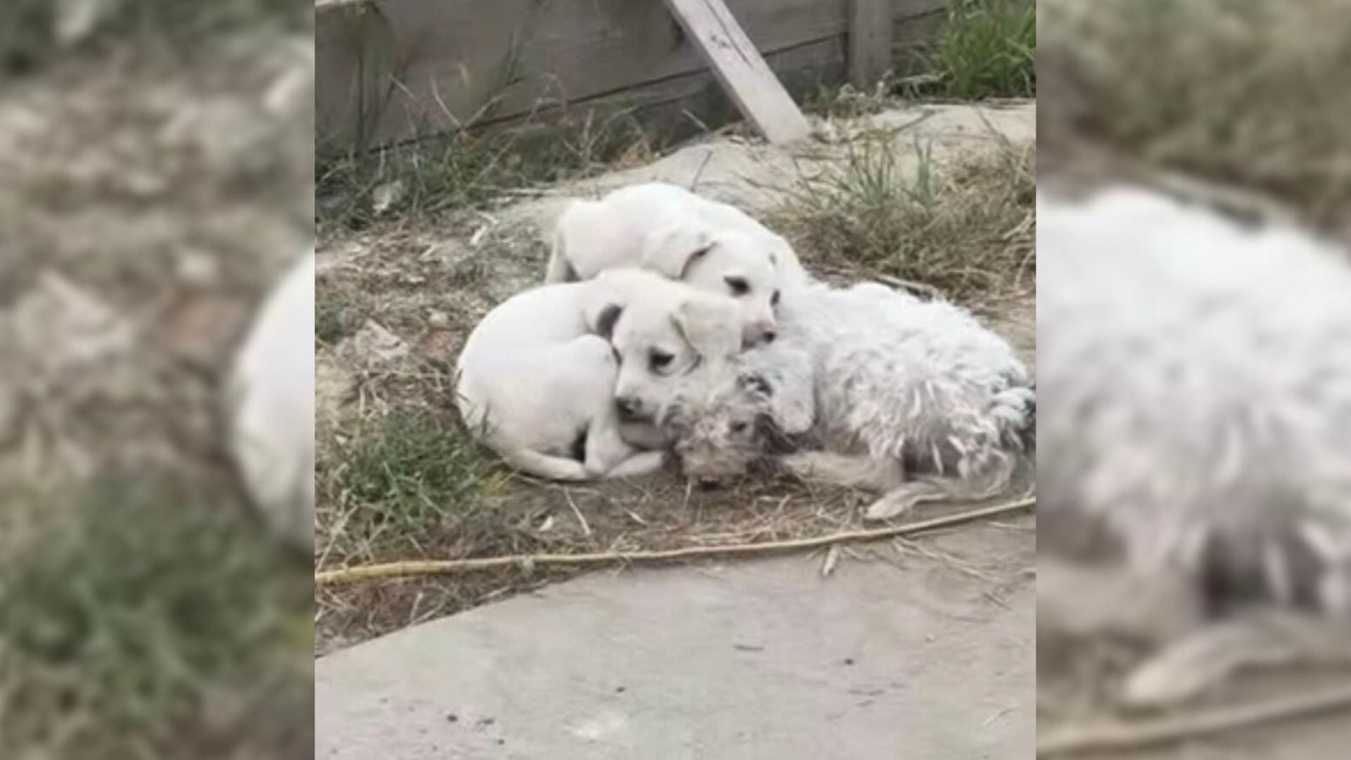 Pile Of Fur Near California Landfill Reveals Heartbreaking Discovery That Leaves Rescuers In Shock