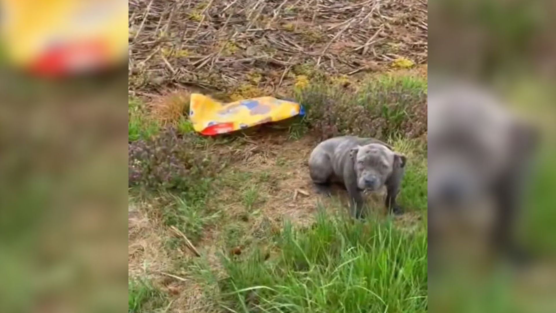 abandoned pit bull