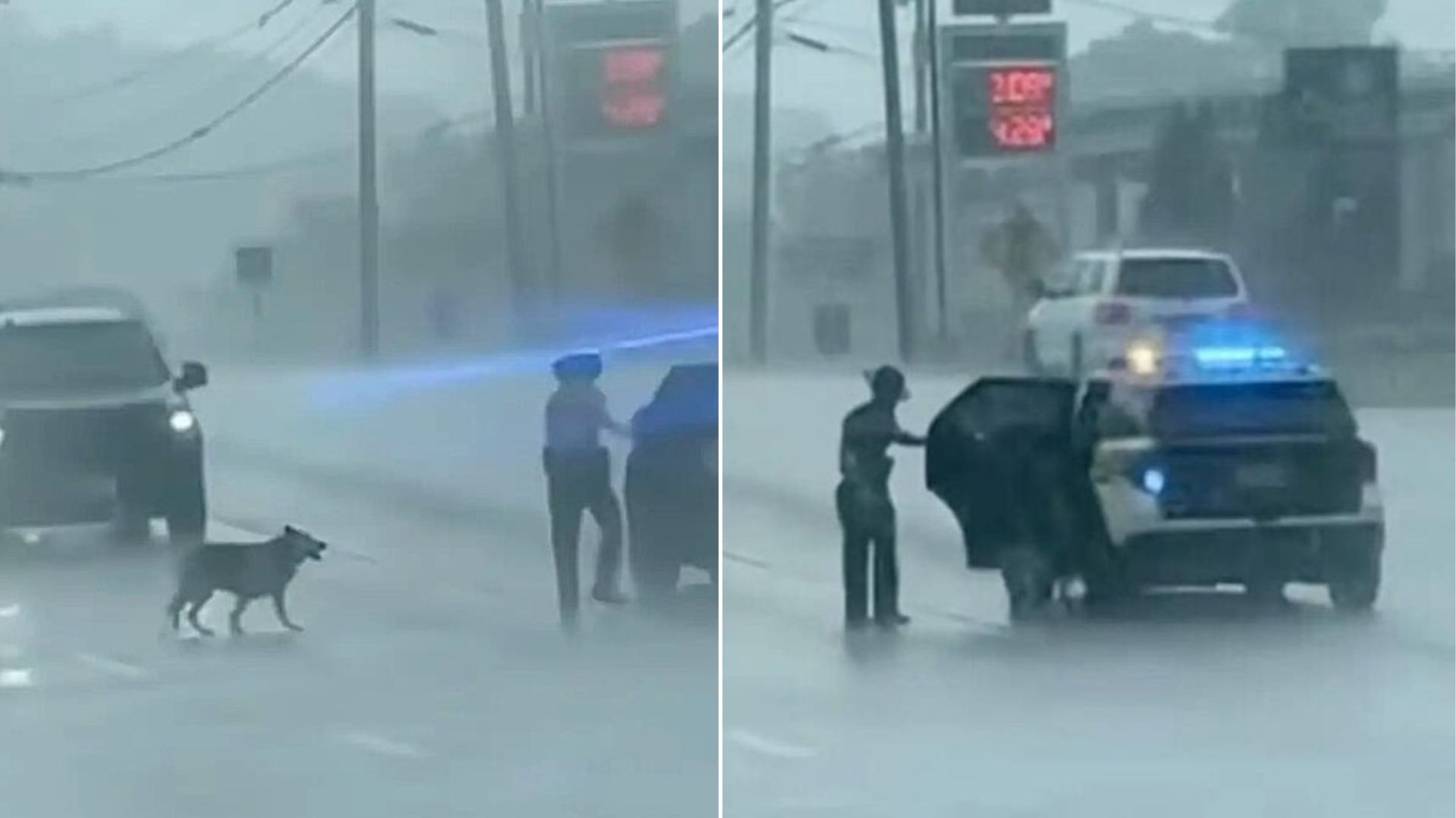 Police Officer Rescues Frightened Dog From Dangerous Highway In Tennessee Downpour