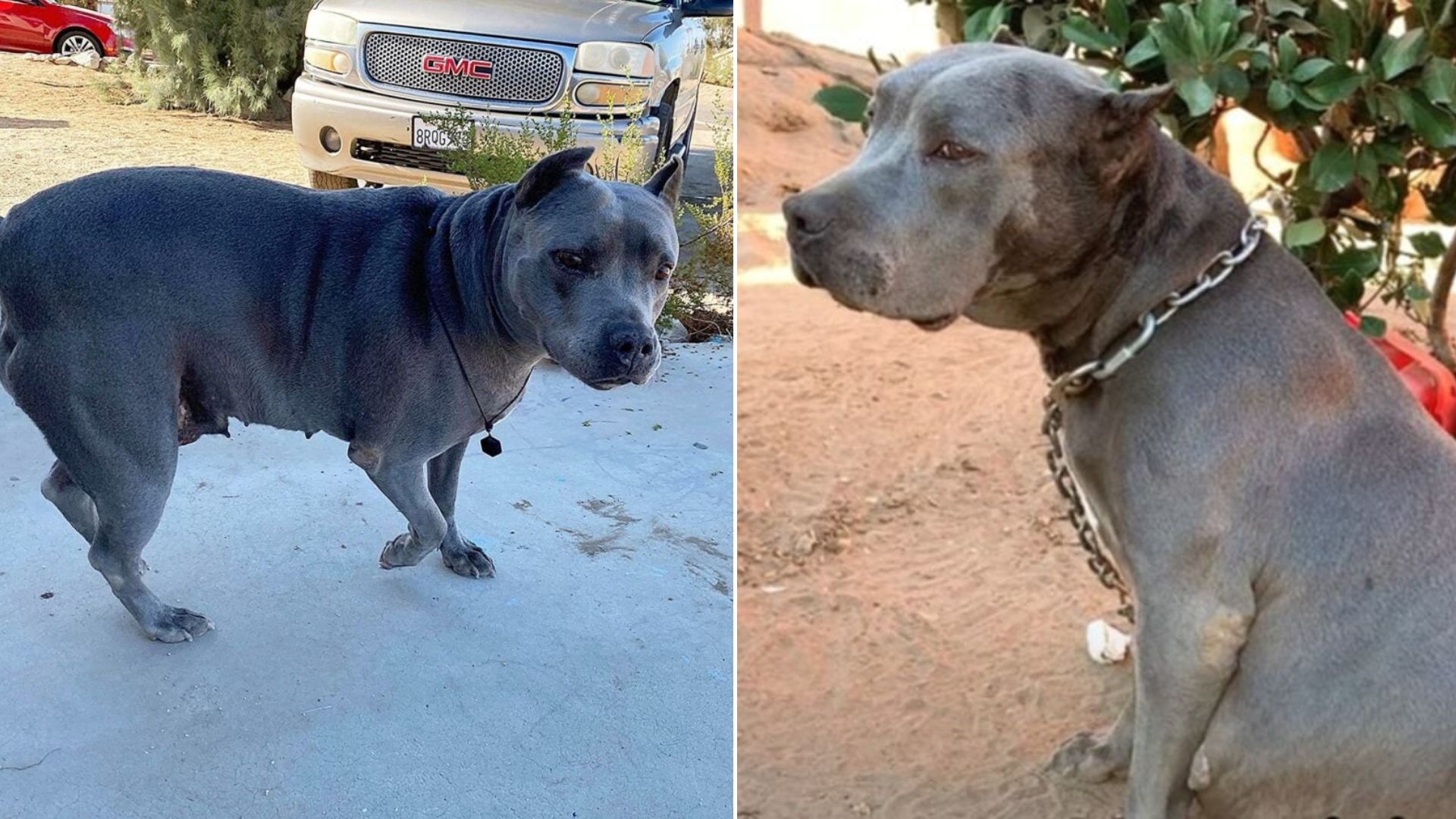 Pregnant Dog In California Escapes Chains And Finds Shelter Just Before It’s Too Late