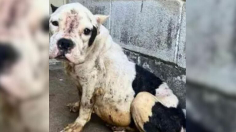Pregnant dog