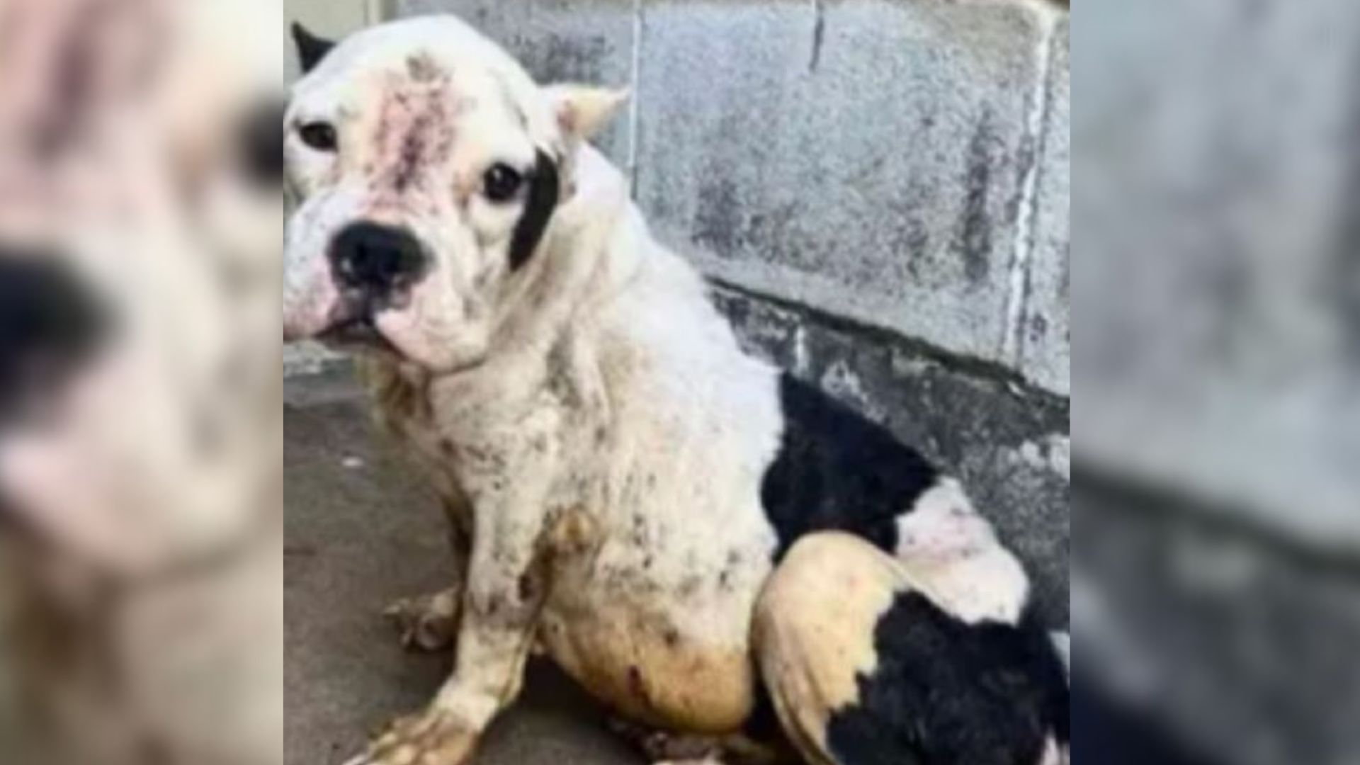 Pregnant Pup Who Was Almost Euthanized In Texas Shelter Finally Learns What It Means To Be Loved