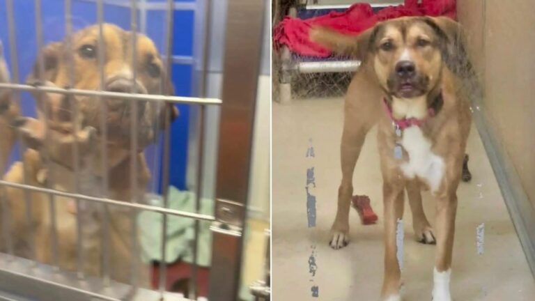 cute dog in shelter