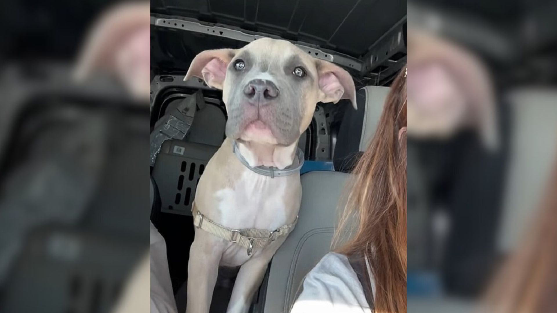 Pup Left On Missouri Highway Is Saved And Adopted By Family Across State Lines