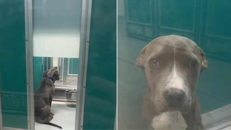 dog in shelter