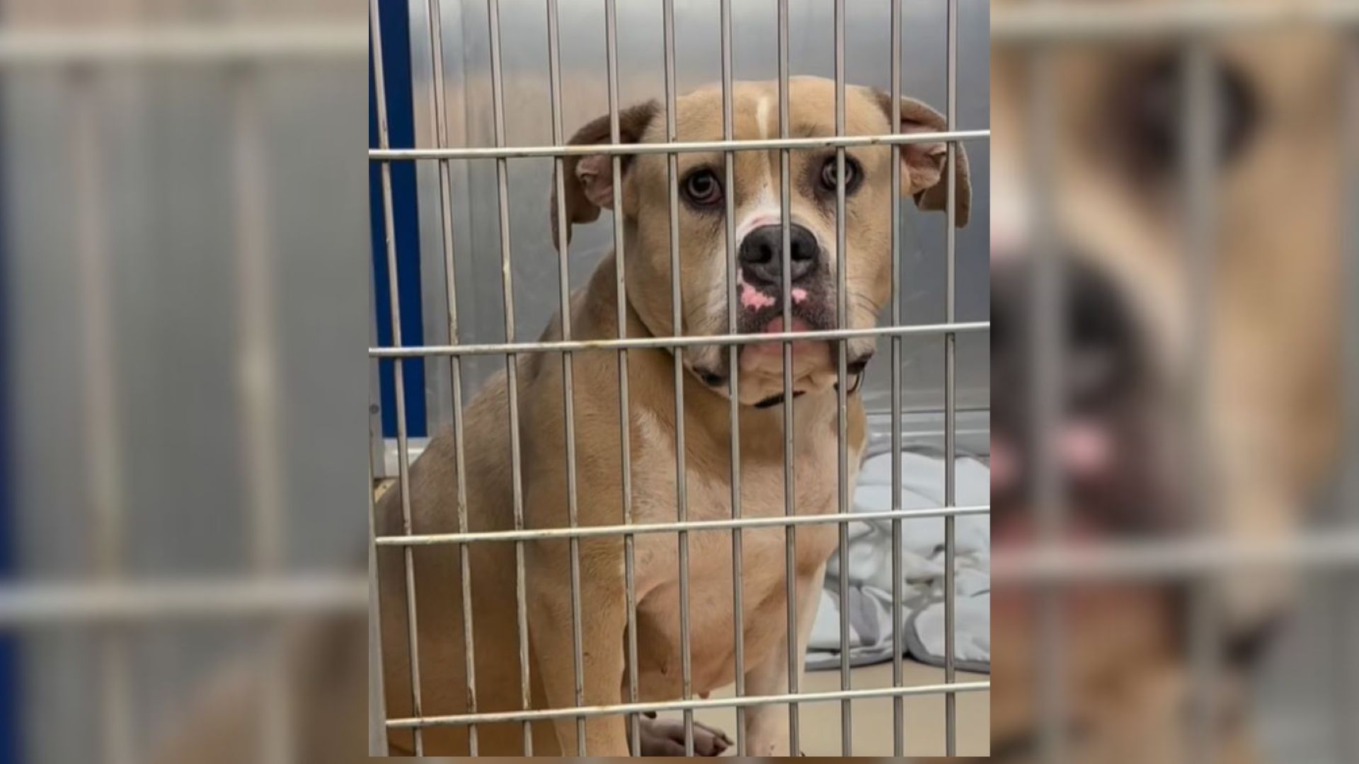 Pup With Sweetest Eyes Was Isolated At The Very Last Row In A Florida Shelter, So Somebody Stepped In To Help