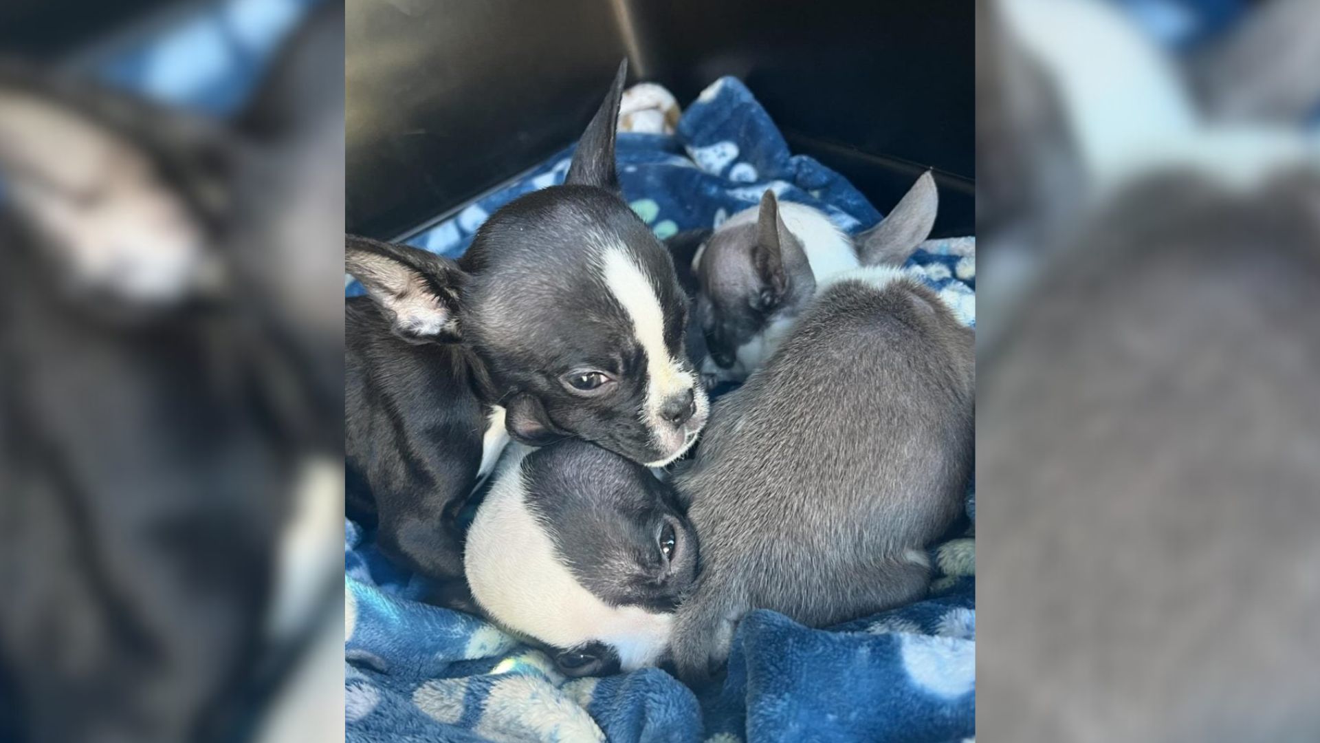 abandoned puppies