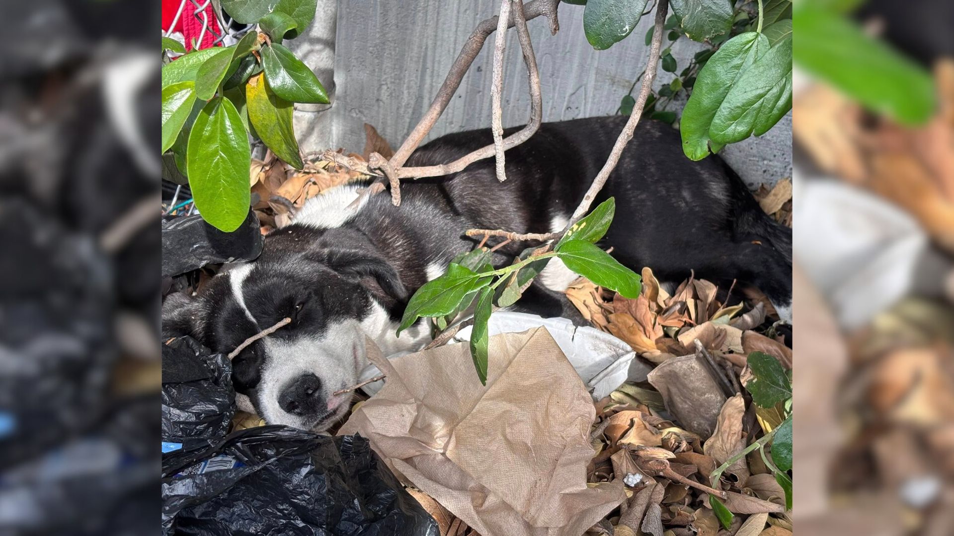 dog in bushes
