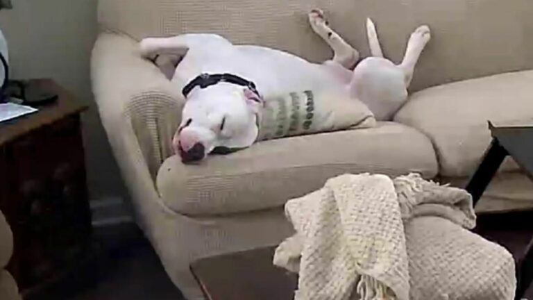 dog laying on couch