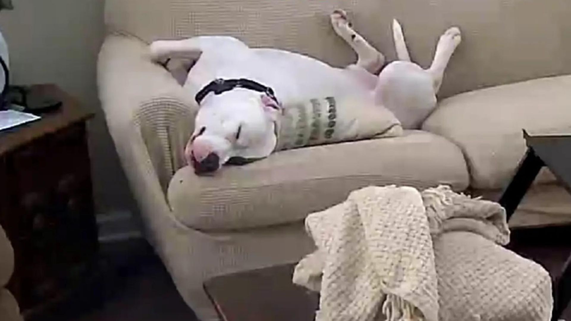 Rescue Dog From Indiana Spends His Day ‘At Work’ And What He’s Really Doing Will Surprise You