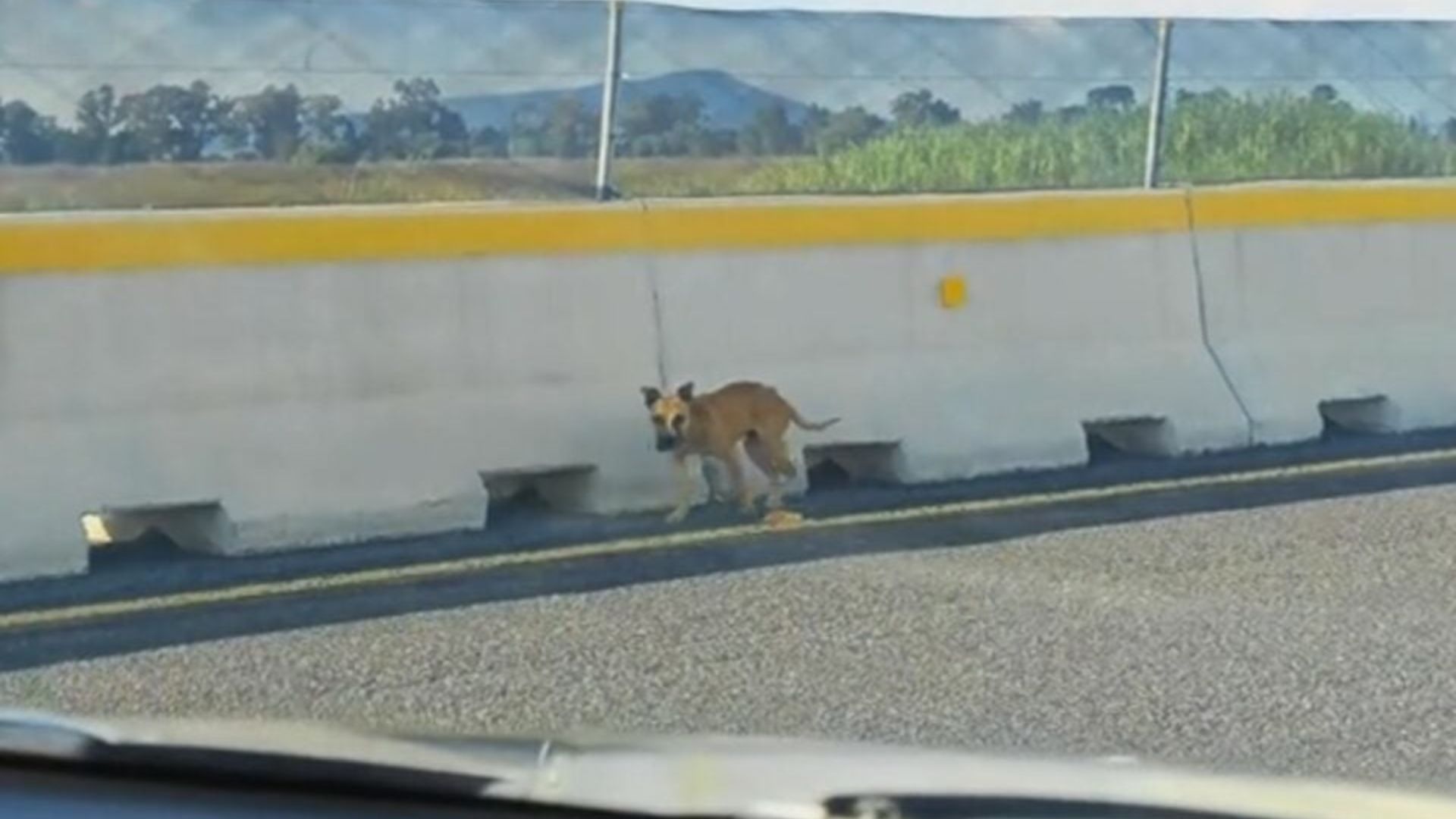Rescuer Crosses A Busy Highway To Save A Helpless Dog Everyone Else Ignored