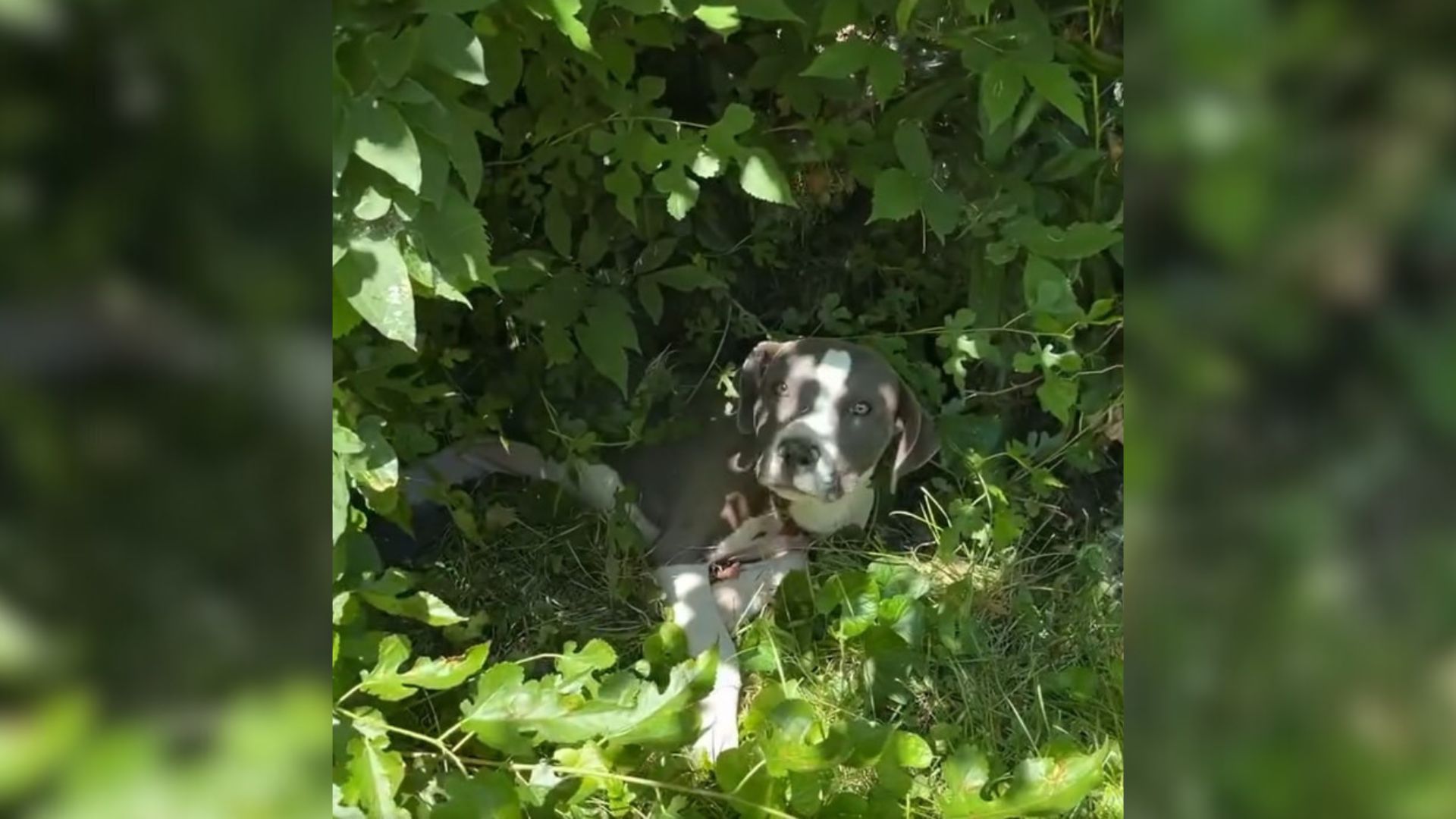 Rescuers In Missouri Discover A Puppy Hiding In The Bushes With A Heartbreaking Secret