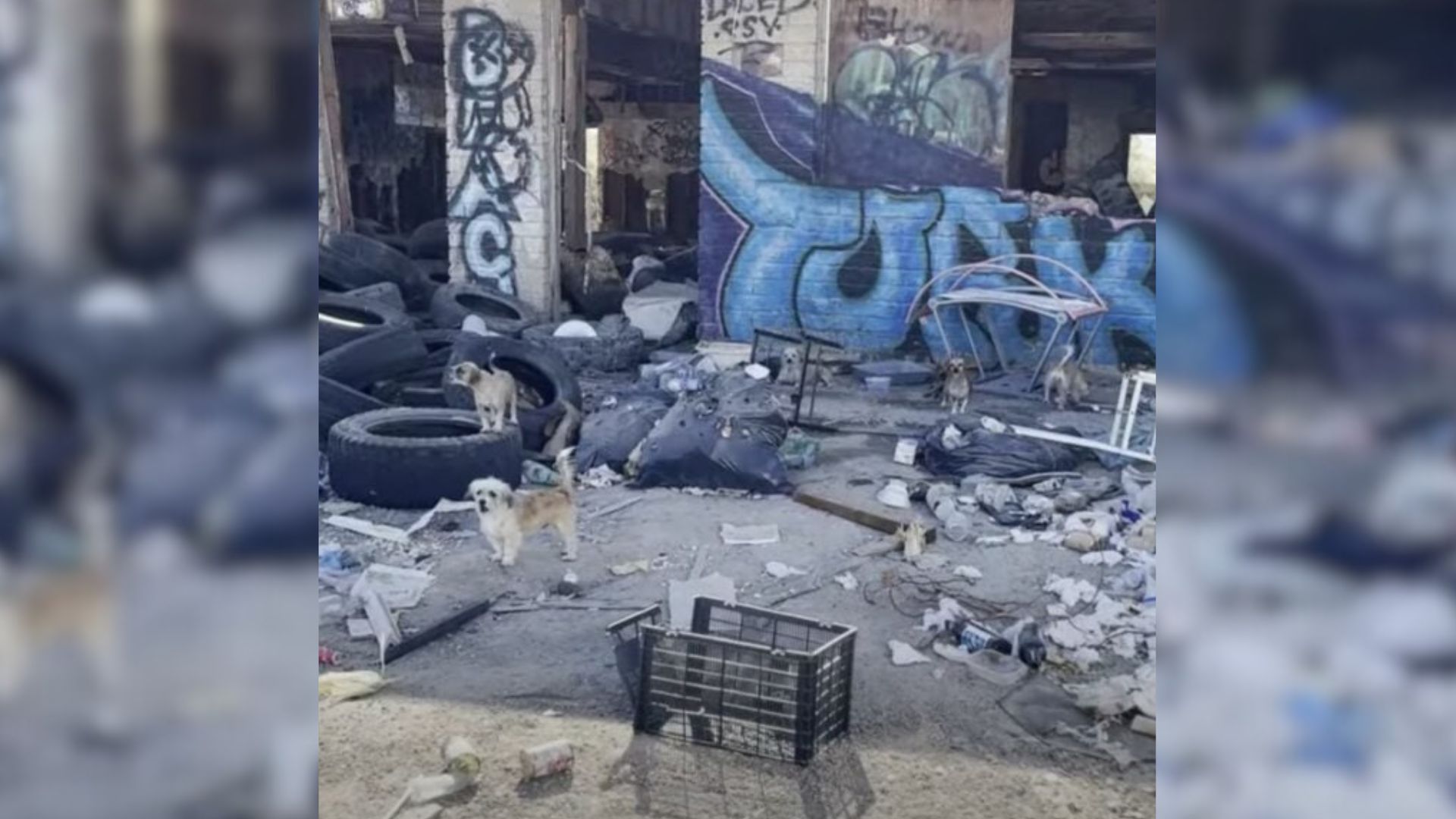 Rescuers Stunned To Find 16 Abandoned Dogs Struggling In The California Desert