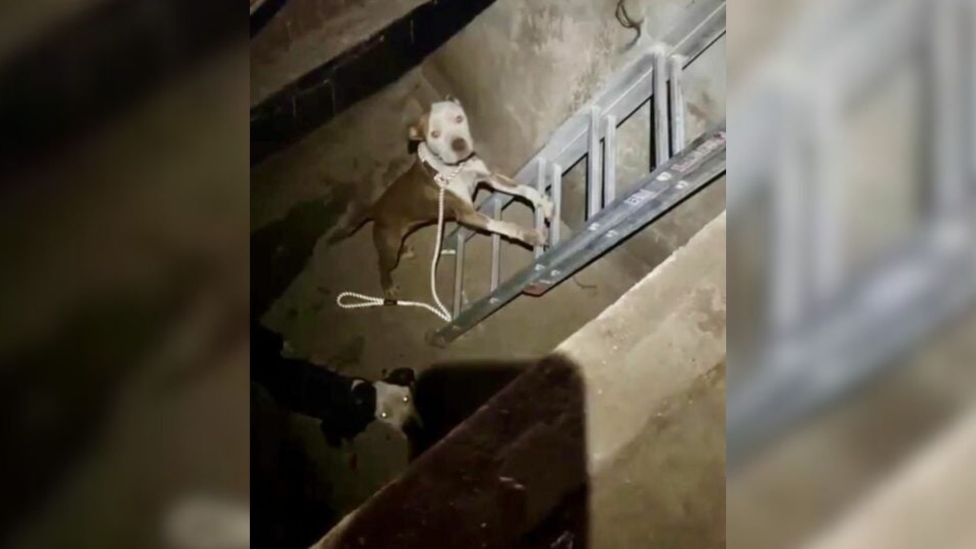 Resident’s Nighttime Investigation Turns Up An Unexpected Surprise At Desolate Laundromat In Indiana