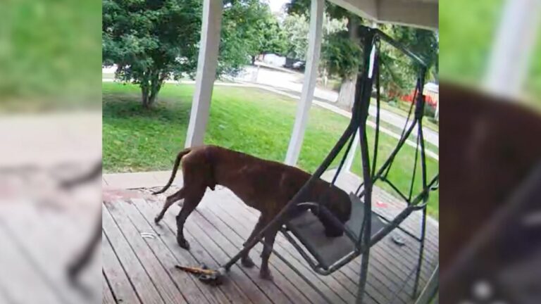 big dog