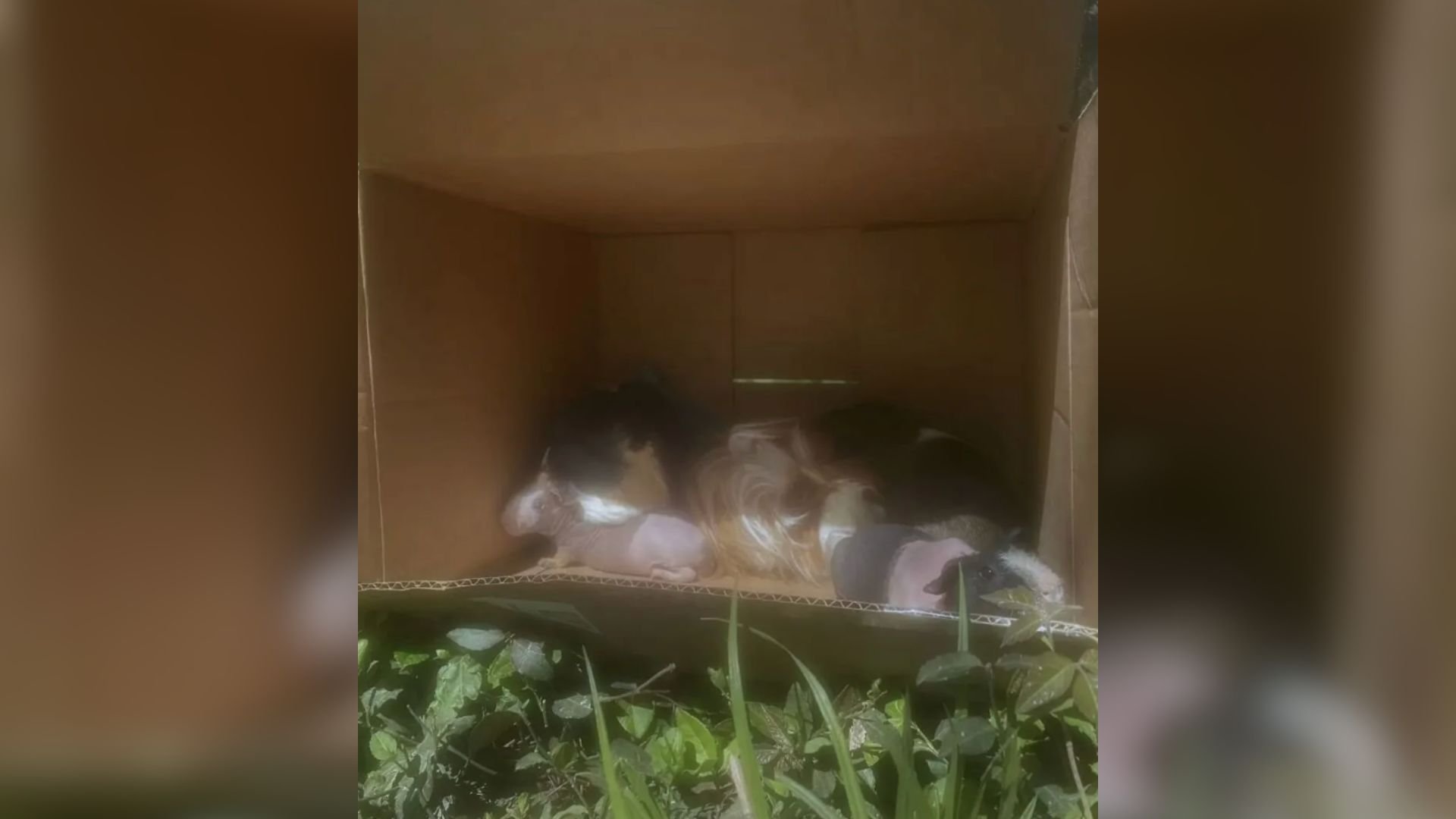 Runner Spots Cardboard Box On Kentucky Trail And Discovers Six Tiny Lives Inside