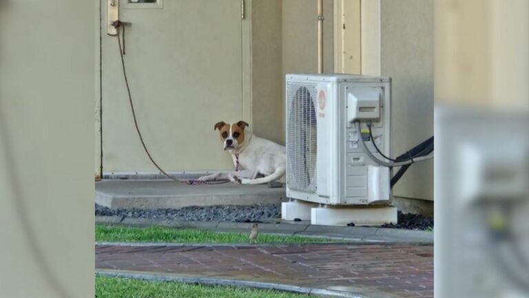 sad dog