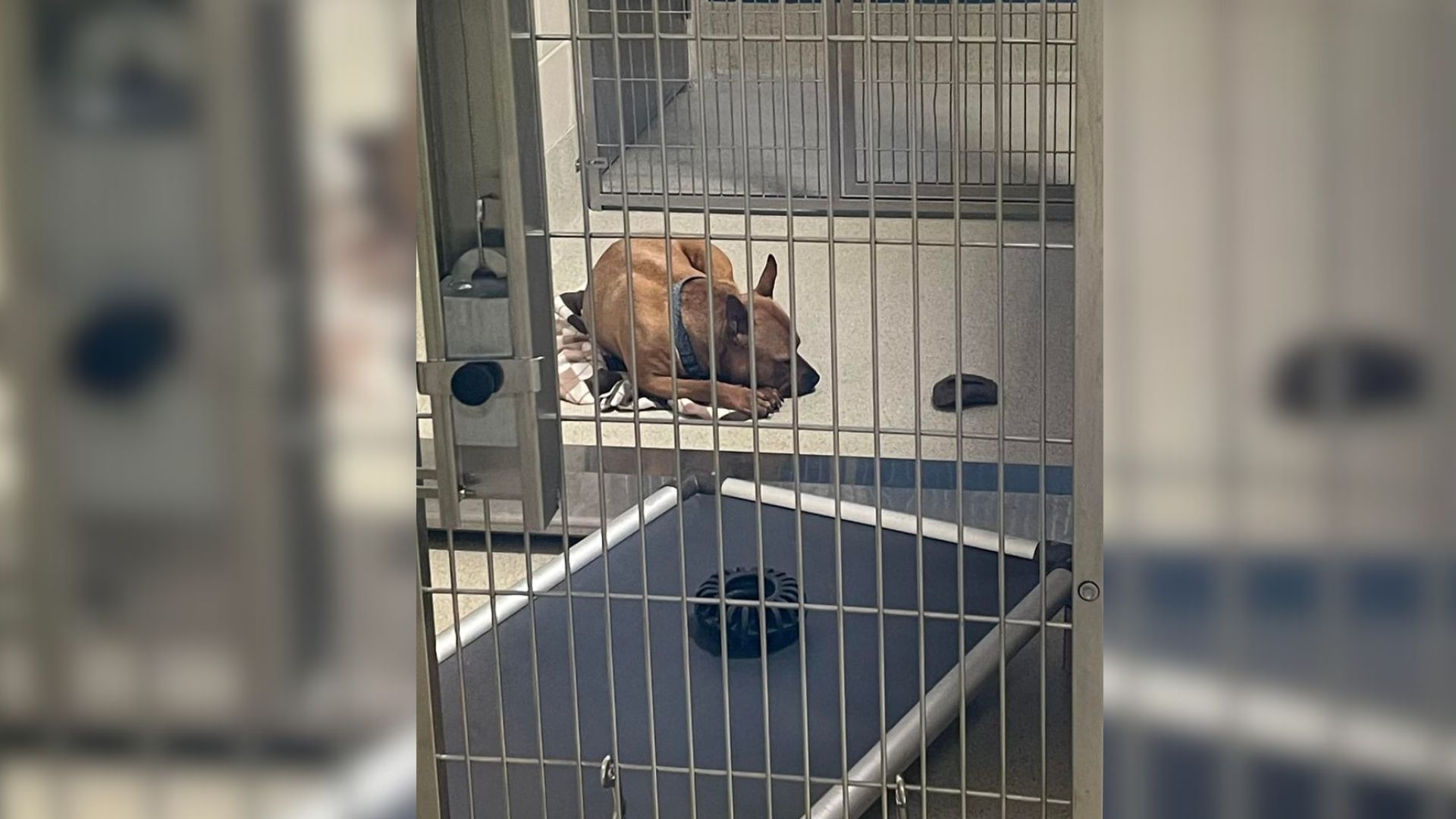 Sad Shelter Dog’s Photo In Michigan Moves People To Tears
