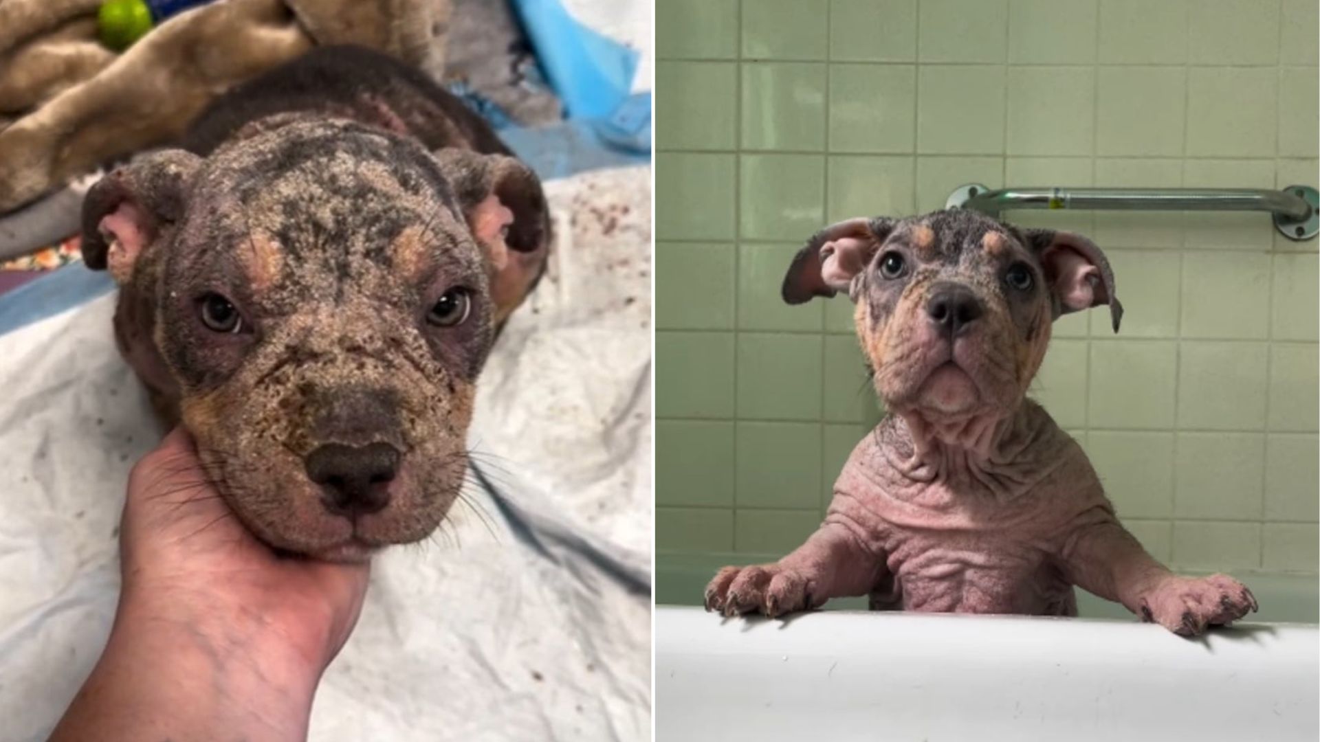 Scruffy Pup Found In North Carolina Stuns Rescuers With Her True Age And Glow-Up