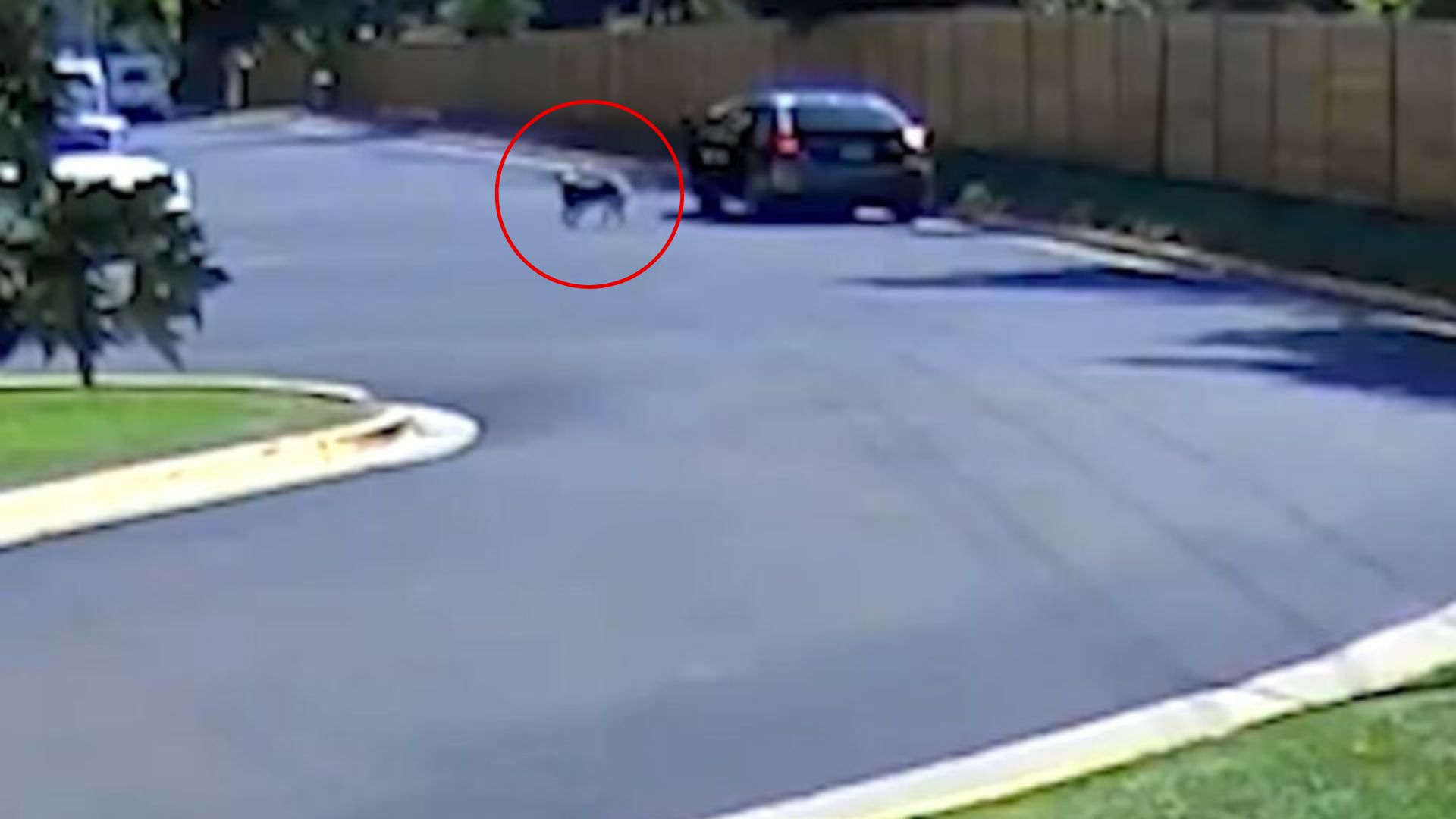 Security Footage In Colorado Reveals Heartbreaking Moment Dog Is Left Behind