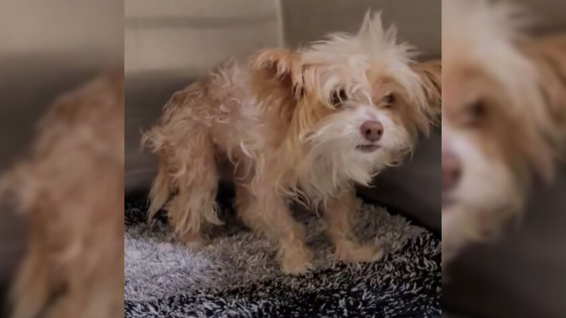Senior Dog Abandoned At California Shelter Couldn’t Move, Then Rescuers Found Out Why