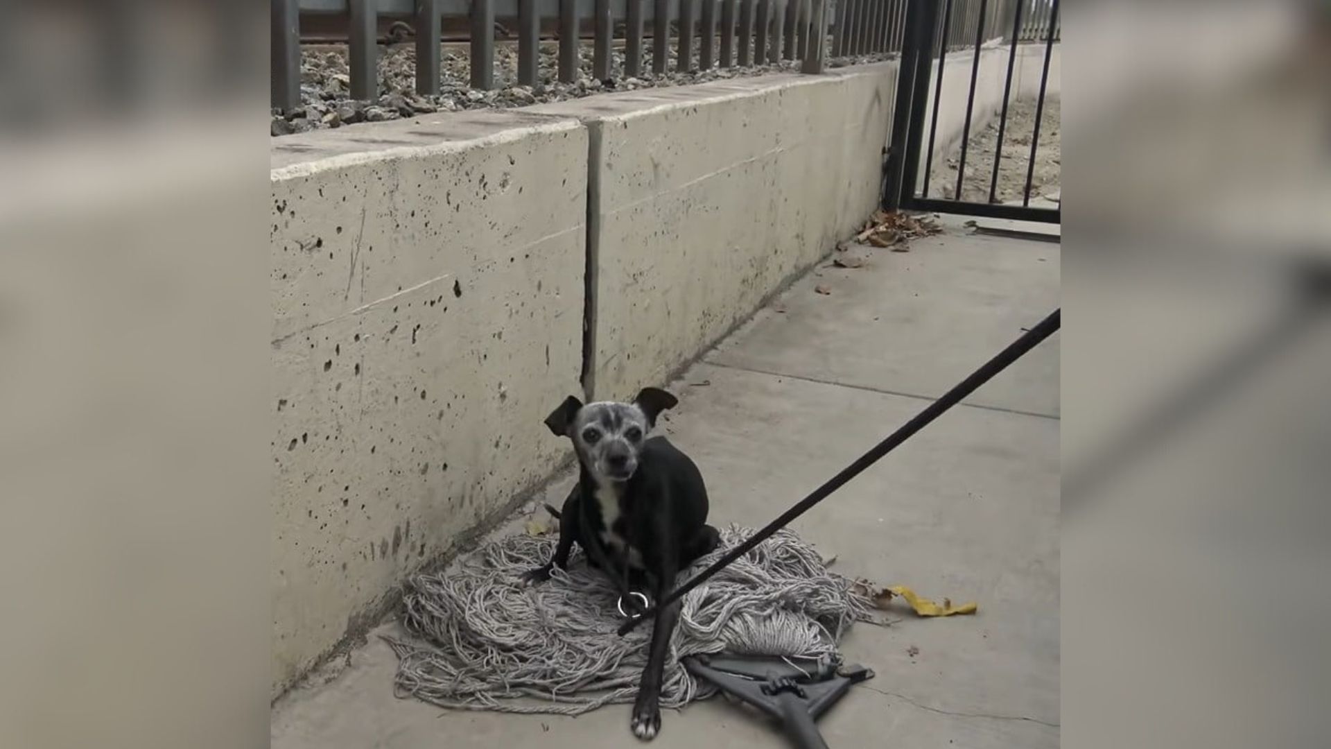 Senior Dog In California Found Curled On Mop Before Rescuers Uncover Her Painful Past