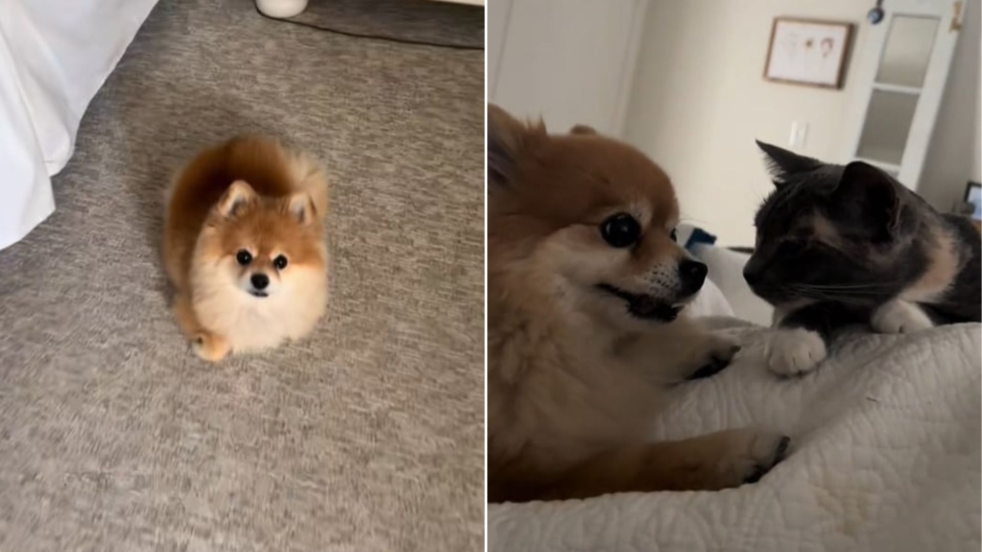 dog and cat