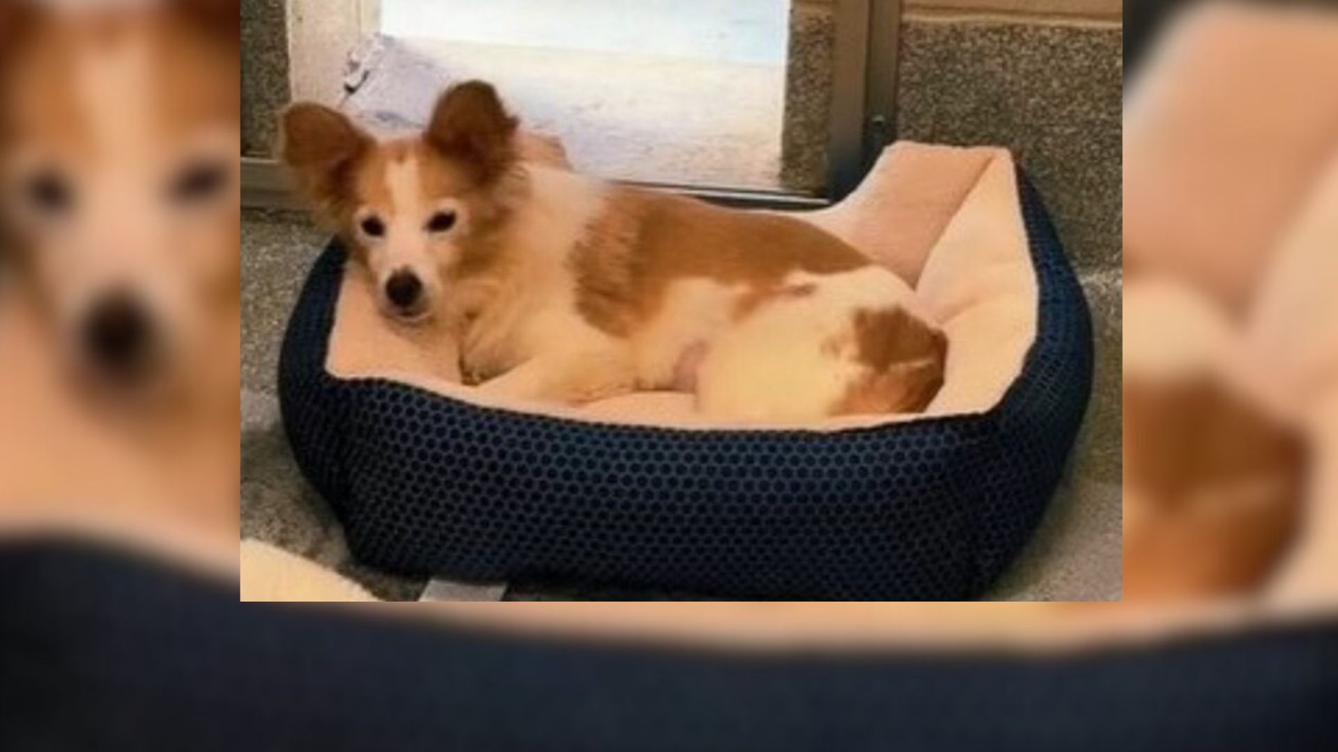 Senior Dog In Pennsylvania Shelter Keeps Waiting As Adopters Pass Her By