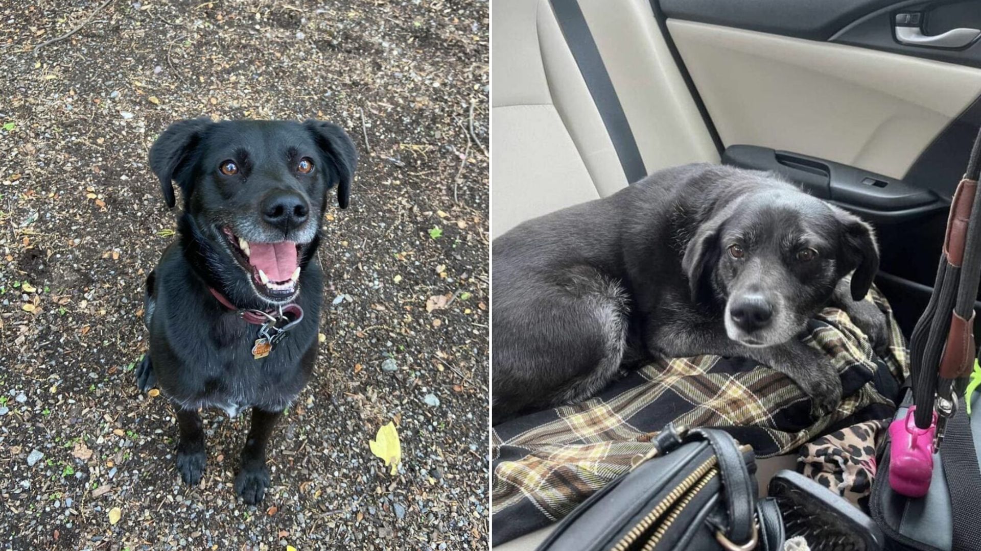 Senior Dog Repeatedly Sent Back To New Jersey Shelter, Yet She Still Believes In Her Happily Ever After