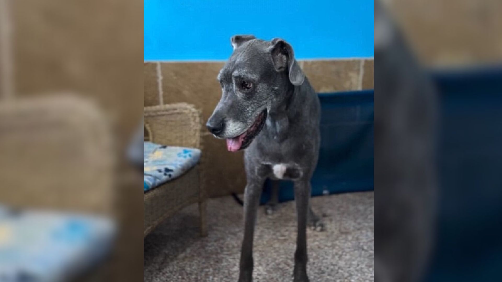 Senior Great Dane In Missouri Shelter Watches Out The Window For Owners Who Never Return