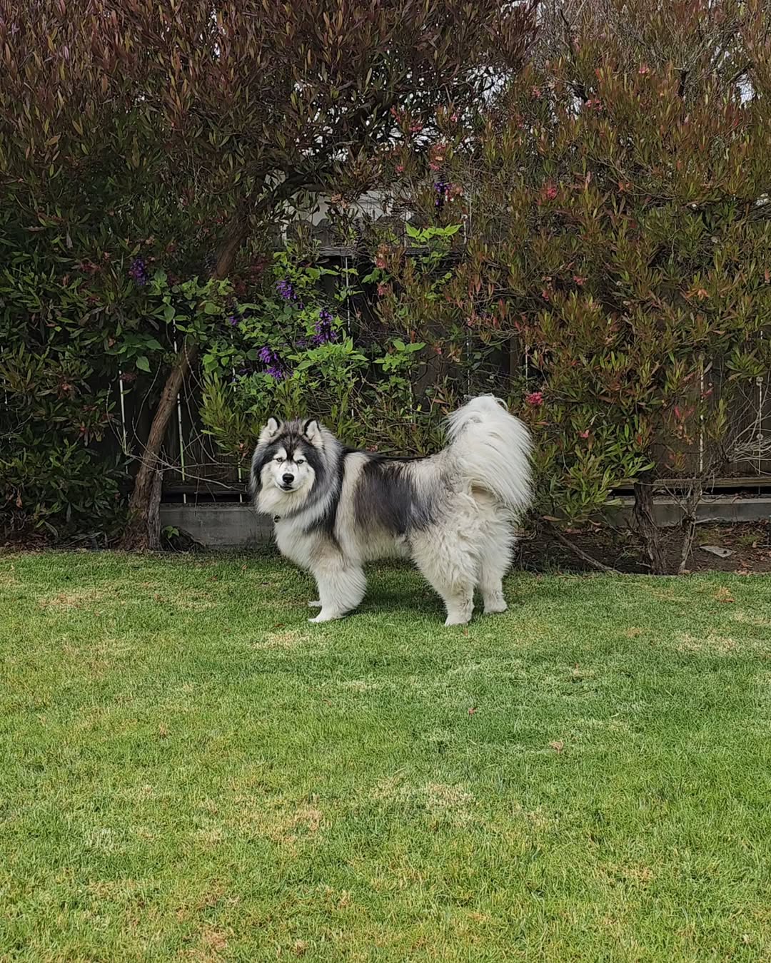Senior husky dog