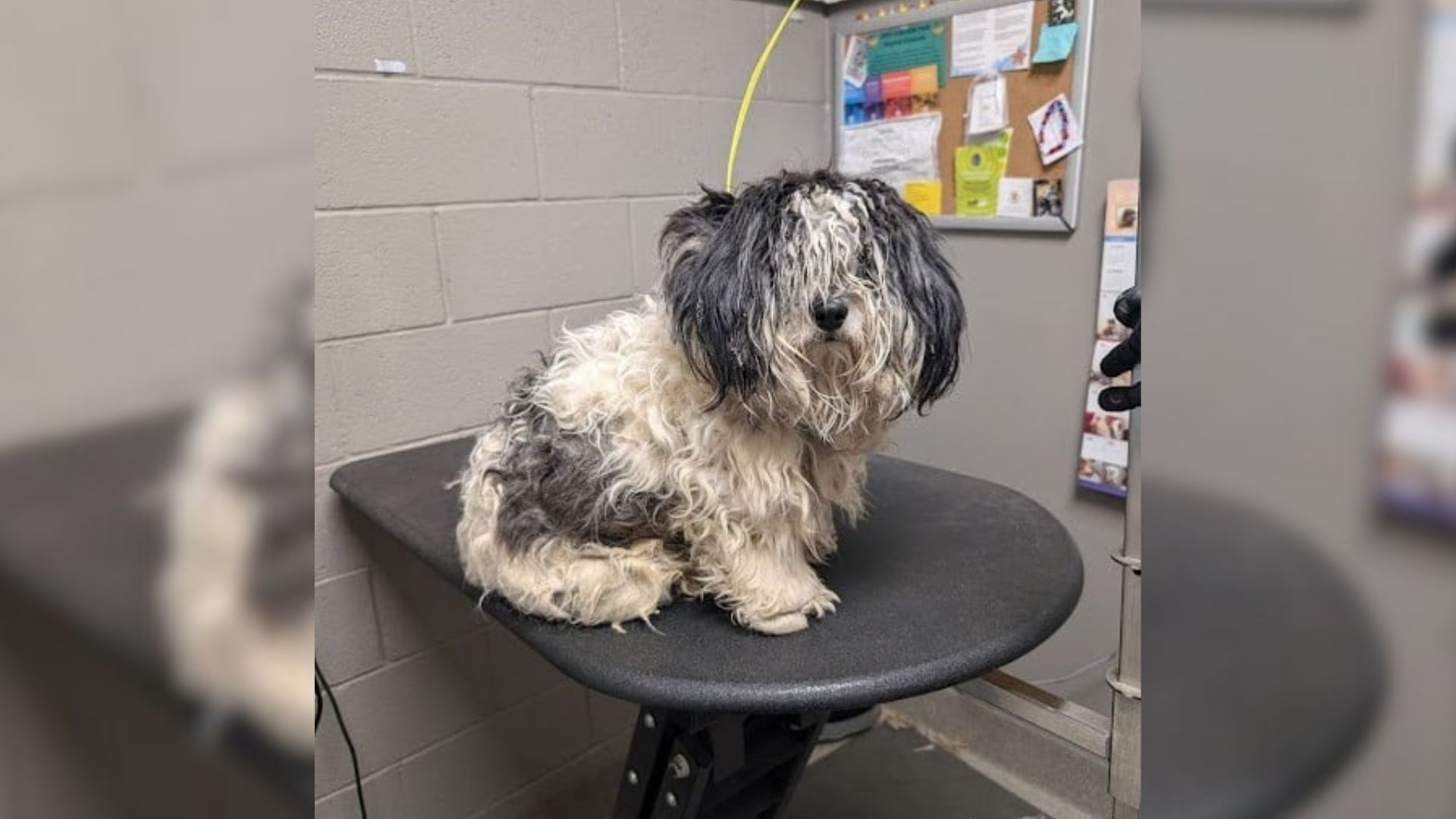 matted pup