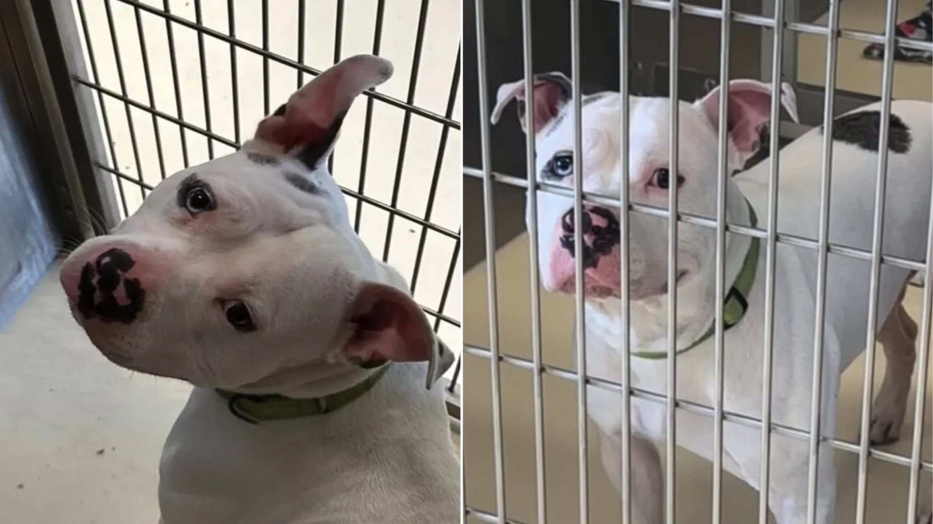 white shelter dog