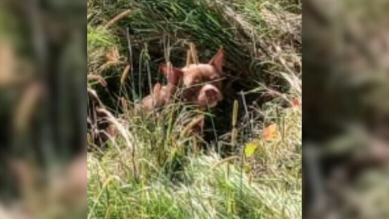 dog in tall grass