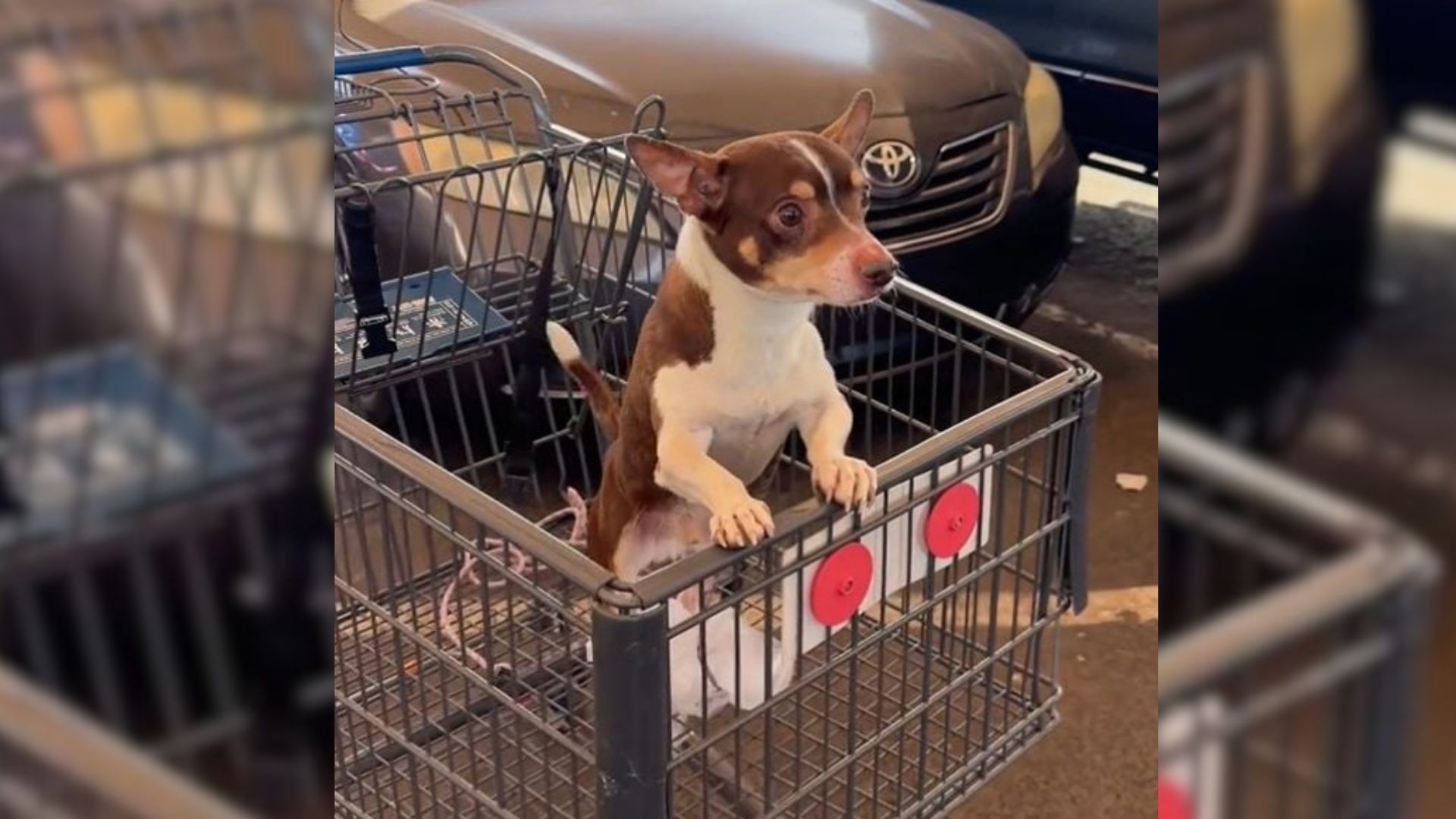 puppy in a cart