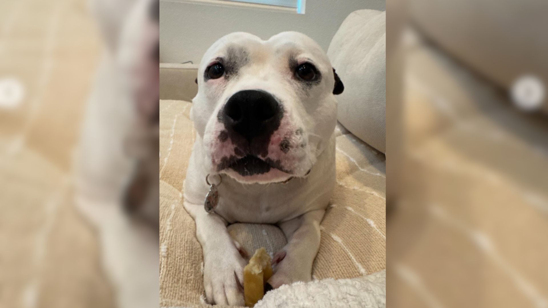 Shy California Dog Rescued Just Hours Before Euthanasia Celebrates Life With Adorable Zoomies