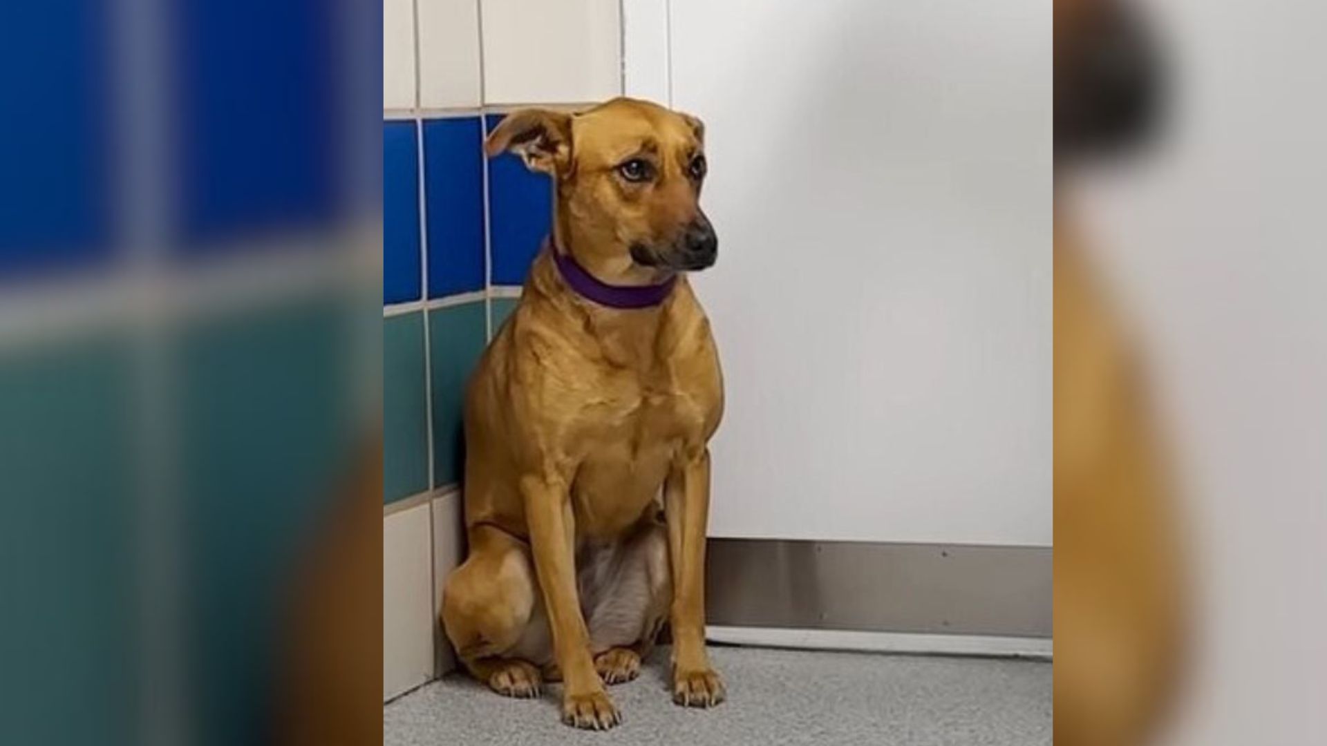 Shy New York Pup Endures Years Of Loneliness Before An Unexpected Arrival Shakes Her World