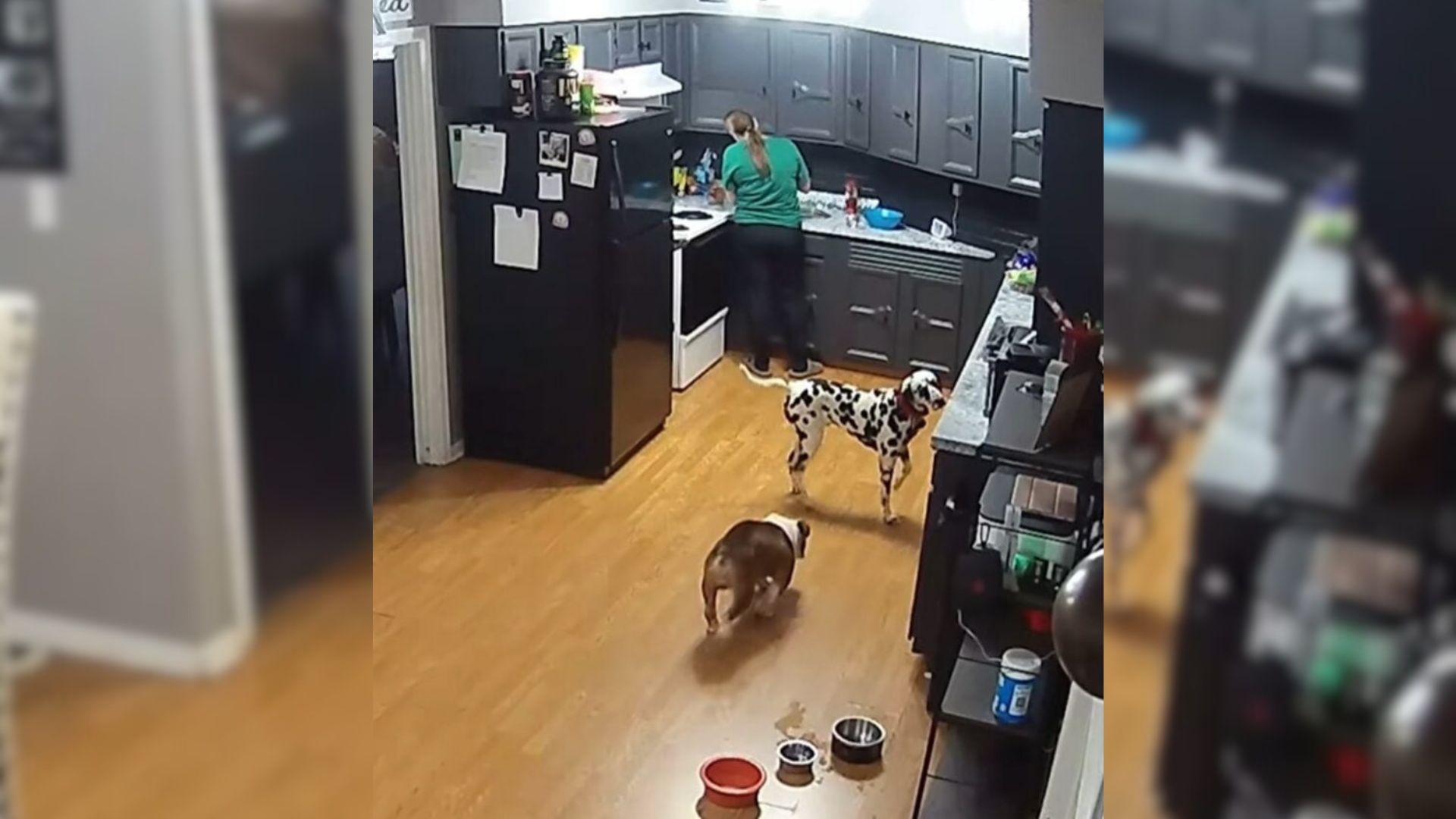 Sneaky Pup In West Virginia Caught On Tape Committing Hilarious Food Heist 