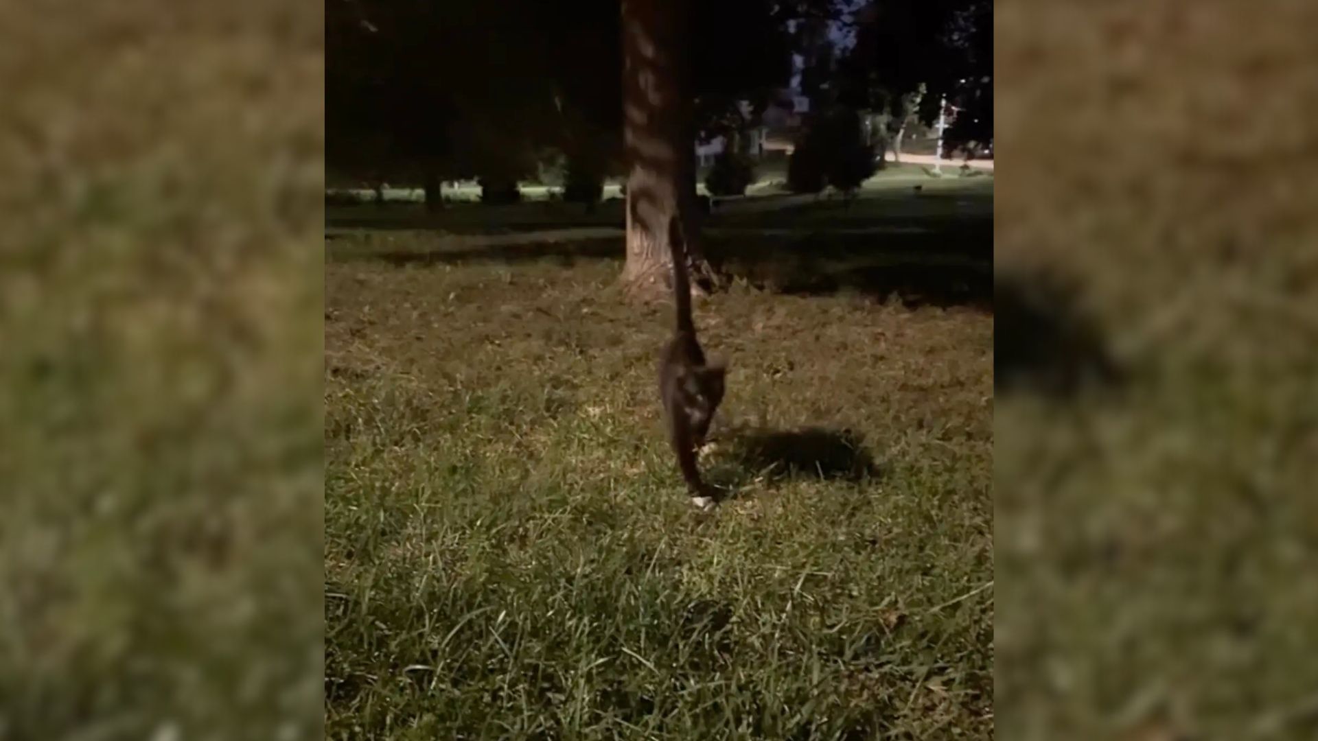 tiny kitten