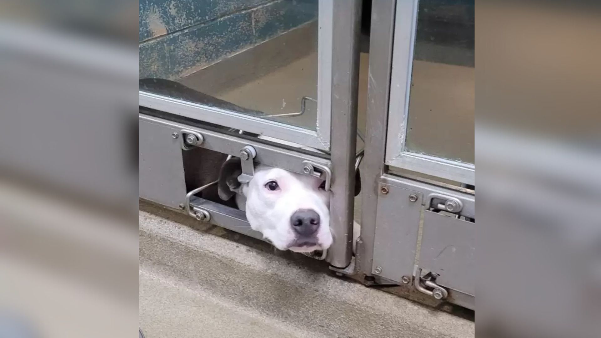 Sorrowful Pup In South Carolina Shelter Watches For Someone To Finally Notice Her