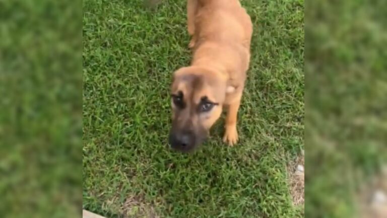 cute brown dog