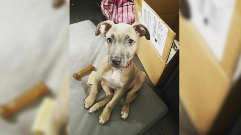 cute pit bull