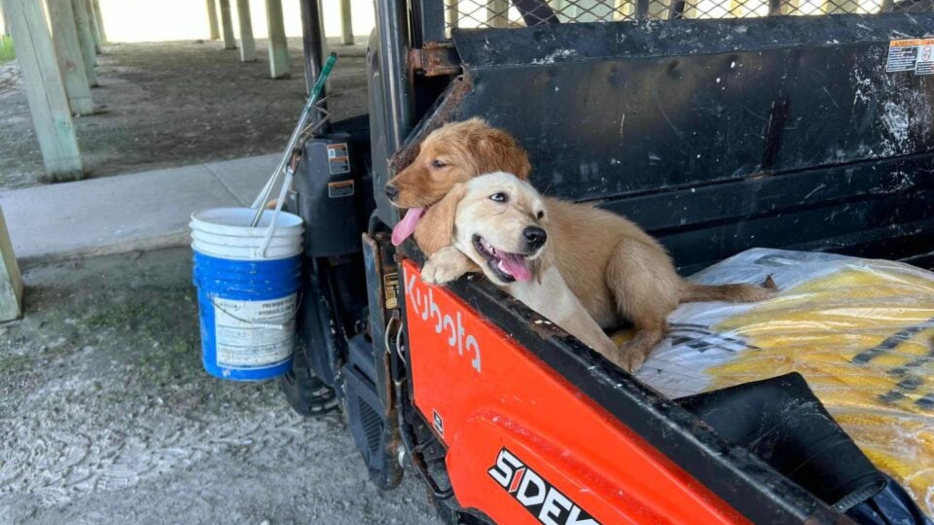 South Carolina Dog Surrendered With Emotional Letter From Children Still Waits For A Forever Home
