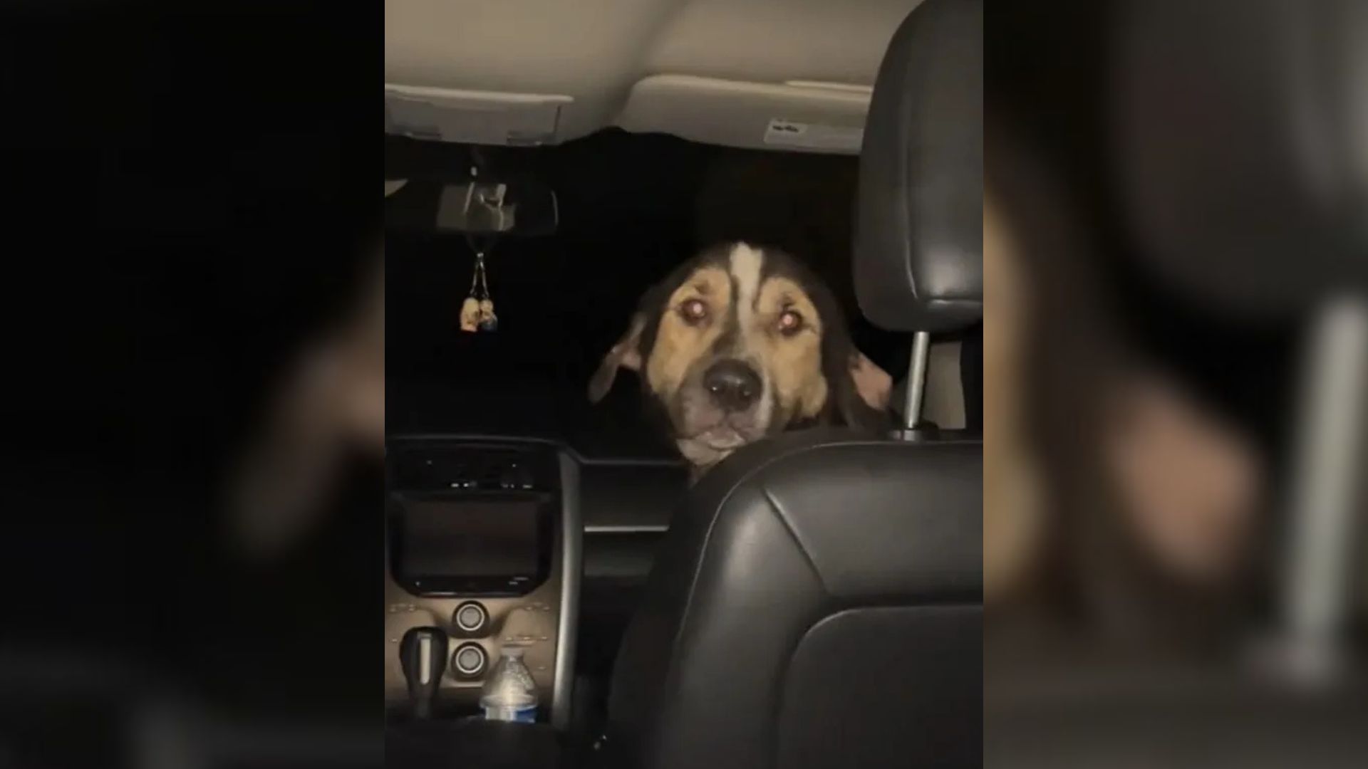 South Carolina Dog’s Heartwarming Leap Into Woman’s Car Sparks Unexpected Friendship